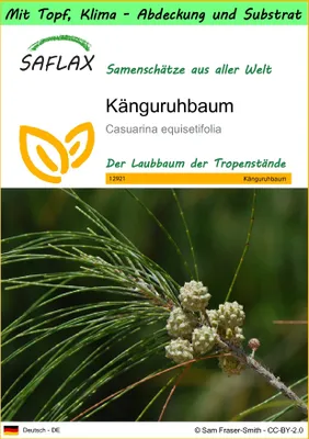 Produktbild von SAFLAX Garden to go - Känguruhbaum - Casuarina equisetifolia - 200 Samen - Mit Topf, Klima - Deckel und Anzuchtsubstrat