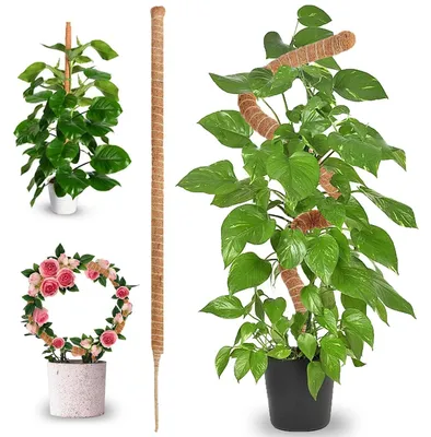 Immagine prodotto di TRANKIELO® - Supporto flessibile per piante rampicanti - 70 cm - Fibra di cocco naturale - Favorisce la crescita e l'ornamento