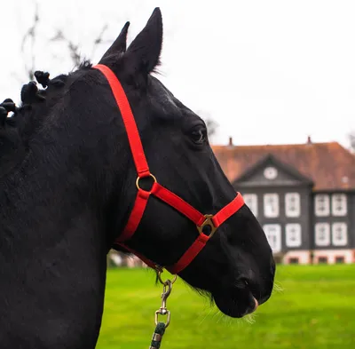 Produktbild von Halfter für Pferde, Größe Shetty, Shetland – Stallhalfter, Halfter für Shetty, 2 Fach verstellbar, Farbe rot