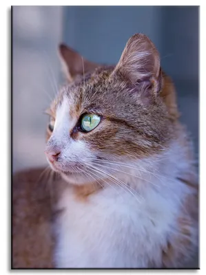 Produktbild von Leinwanddruck Tiere Ingwerkatze 50x70 cm