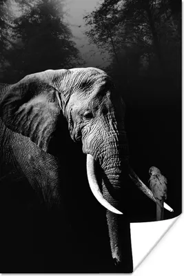 Produktbild von MuchoWow® Poster Elefant mit Papagei im Wald - schwarz und weiß 40x60 cm - Plakate für die Wand - Poster Babyzimmer