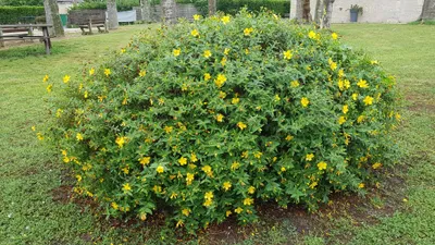Image de Hypericum (x) calycinum 'Hidcote' / Millepertuis arbustif 'Hidcote'