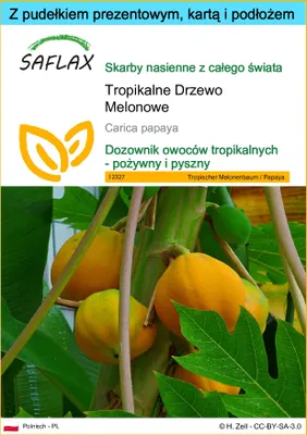 Zdjęcie produktu dla SAFLAX - Zestaw prezentowy - Tropikalne Drzewo Melonowe - 30 Nasiona - Z pudełkiem upominkowym, etykietą wysyłkową, kartą podarunkową i podłożem uprawowym - Carica papaya