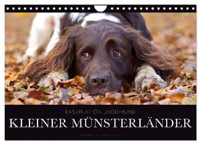Produktbild von Faszination Jagdhund - Kleiner Münsterländer (Wandkalender 2027 DIN A4 quer), CALVENDO Monatskalender