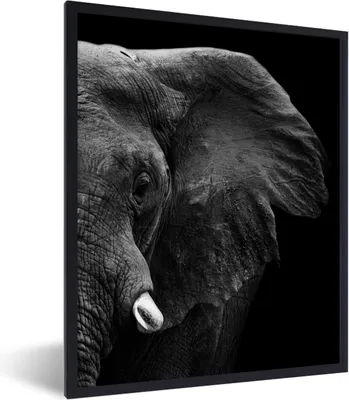 Produktbild von MuchoWow® Gerahmtes Poster Tiere - Elefant - Wild - Schwarz - Weiß 60x80 cm - Poster mit Schwarzem Bilderrahmen Wandposter Rahmen Foto Bilder - Premium - Wanddeko Wohnzimmer