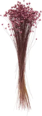 Produktbild von Glixia Rosa, L ca. 25 cm