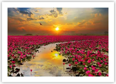 Produktbild von Poster - Poster ohne Rahmen - See Blumen - 70x50 cm - Wand Bild - Wanddeko - Wandbilder - Kunstposter - Wandposter - Bilder - Kunstdruck - Wanddekoration - Wandbild - P2XAA70x50-3769