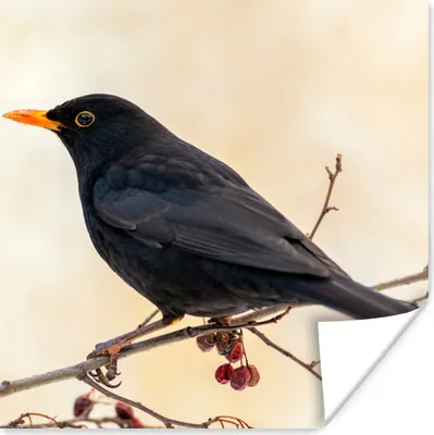 Produktbild von MuchoWow® Poster Amsel - Vogel - Zweige - Beere - Rot 50x50 cm - Wohnzimmerdekoration