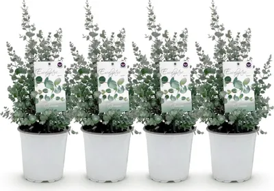 Produktbild von GreenboutiQ - Terrassenpflanze - Eukalyptusbaum - Eucalyptus gunni - Grau - 4 Pflanzen - Winterhart - Topf 17cm Höhe 40cm