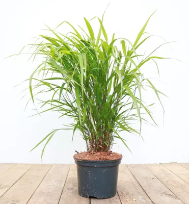 Produktbild von Hakonechloa macra, Japanisches Waldgras, ca. 2 Liter Container