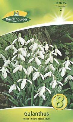 Produktbild von Galanthus Wronow Schneeglöckchen (8 Stück) | Schneeglöckchenzwiebeln von Quedlinburger