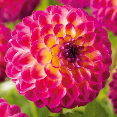 Produktbild von Dahlie Knolle Blüten Sommerblumen Herbstblumen Ball-Dahlie Hapet Daydream 1 St.