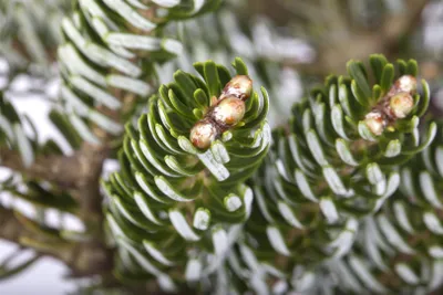 Produktbild von Koreatanne Silver Star 20-25 cm, im Topf - Abies koreana, immergrün