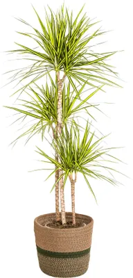 Image de Dracaena Marginata Sunray avec panier naturel - Hauteur : 130-150cm - Ø24cm