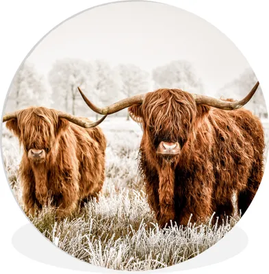 Produktbild von MuchoWow® Rundes Wandbild - Runde Bilder Schottischer Highlander - Kuh - Tiere Ø 30 cm Kreis Wanddekoration Kunststoff - Wandkreis - Wandschmuck - Schlafzimmer - Bilder - Der Kreis - Kunst für die Wohnung - Plastik - Kunstdruck - Wandbild