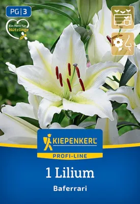 Produktbild von Kiepenkerl Oriental-Lilie Baferrari Lilium x Hybrida 1 Pflanze