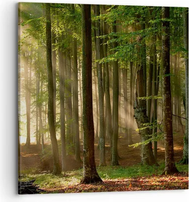 Produktbild von Bild auf Leinwand - Leinwandbild - Wald Baum Natur - 70x70cm - Wand Bild - Wanddeko - Wandbilder - Leinwanddruck - Bilder - Kunstdruck - Wanddekoration - Leinwand bilder - Wandkunst - AC70x70-3628