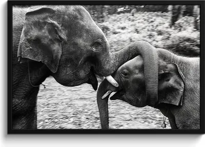 Produktbild von MuchoWow® MuchoWow® Gerahmtes Poster Elefant - Tiere - Natur - Schwarz und weiß 90x60 cm - Poster mit zchwarzem Bilderrahmen - Fotorahmen - Foto-Plakat