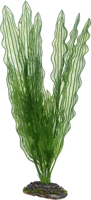 Produktbild von Hobby Aponogeton - 39 cm - künstliche Aquariumpflanze