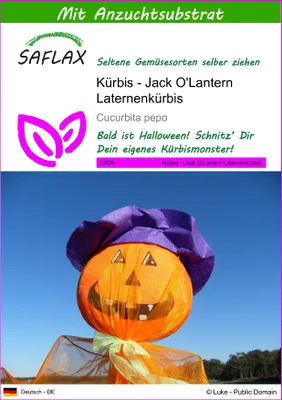 Produktbild von SAFLAX - Kürbis - Jack O'Lantern Laternenkürbis - 10 Samen - Mit keimfreiem Anzuchtsubstrat - Cucurbita pepo
