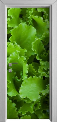 Produktbild von Tür Selbstklebende 80x210 cm Türfolie Türtapete Klebefolie - Grüne Salatblätter