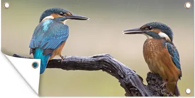 Produktbild von MuchoWow® 160x80 cm Outdoor-Poster Gartendeko Sichtschutz Garten Poster für den Garten  Eisvogel - Blau - Orange