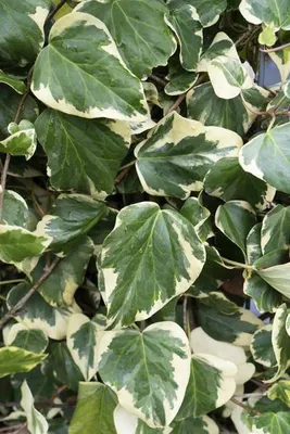 Zdjęcie produktu dla Bluszcz kaukaski o barwnych lisciach Hedera colchica 'Dentata Variegata' Ø15cm