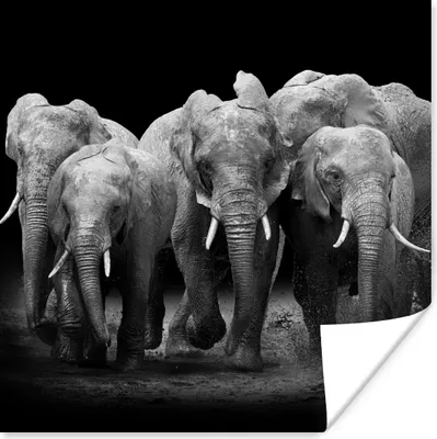 Produktbild von MuchoWow® Poster Elefant - Schwarz - Weiß - Tiere 50x50 cm - Wohnzimmerdekoration
