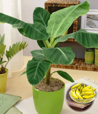 Produktbild von BALDUR Garten 1x Musa Banana Tropicana, Pflanze im 12 cm-Topf, Zimmerbanane Zimmerpflanze, Zimmerpflanze, Grünpflanze, mehrjährig - frostfrei halten, Bananen-Früchte essbar, Musa oriental dwarf