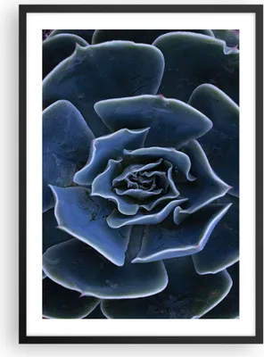 Produktbild von Gerahmtes Poster - Schwarzer Rahmen - Blau Kaktus Blume - 50x70 cm - Wand Bild - Wanddeko - Wandbilder - Kunstposter - Wandposter - Bilderrahmen - Bilder - Kunstdruck - P2BPA50x70-5008