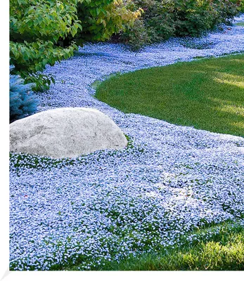 Produktbild von BALDUR Garten 9x Isotoma Blue Foot®, Pflanzen im 9x9 cm-Topf, winterhart & mehrjährig, ausgezeichnet trittfest und pflegeleicht, ideal als Rasenersatz, Bodendecker, Isotoma fluviatilis