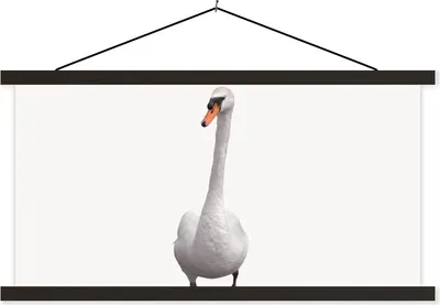 Produktbild von MuchoWow® Textilposter Schwan - Tiere - Vogel - Jungen - Mädchen - Kinder 90x45 cm mit schwarzem Rahmen - Klemmleisten
