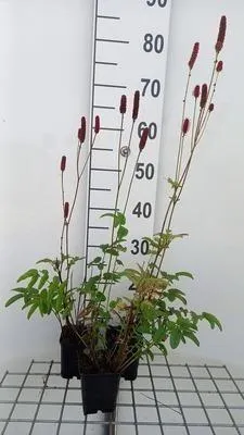Immagine prodotto di 6 x Sanguisorba off. prugnolo" - Pimpinelle - Vaso 9 x 9 cm