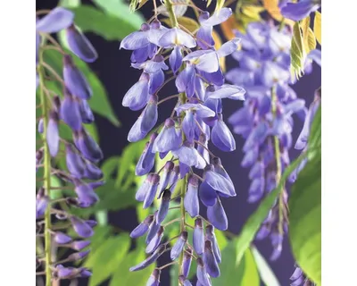 Obrázek produktu pro Vistárie FloraSelf Wisteria sinensis 50-70 cm květináč 2,3 l