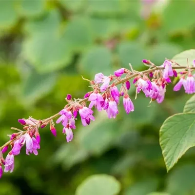 Produktbild von Desmodium elegans - Ähriger Wandelklee 60-80