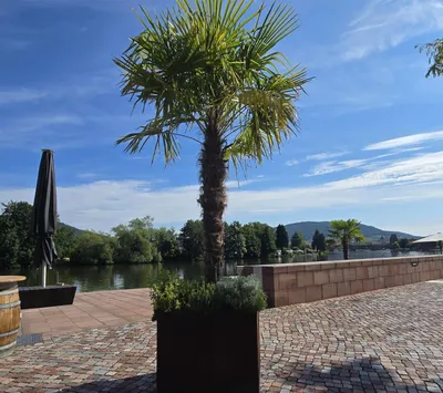 Produktbild von Palme ca.250cm - 270cm Trachycarpus Fortunei 120 cm Stamm Hanfpalme, winterharte Palme bis -19°C