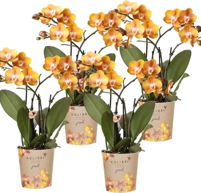 Obrázek produktu pro Orchidej Phalaenopsis Las Vegas, 4 rostliny, oranžová, Ø12cm, elegantní a