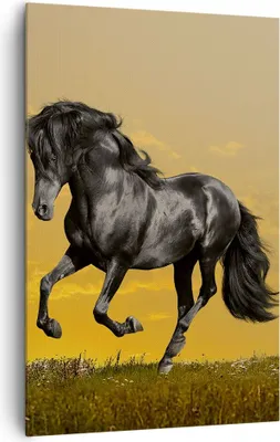 Produktbild von Bild auf Leinwand - Leinwandbild - Einteilig - Tiere Pferd Laufen Wiese - 80x120cm - Wand Bild - Wanddeko - Wandbilder - Leinwanddruck - Wanddekoration - Leinwand bilder - Wandbild - PA80x120-2248