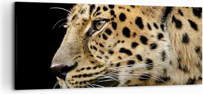 Produktbild von Bild auf Leinwand - Leinwandbild - Tiere Leopard wilde Katze wilde Tiere - 120x50cm - Wand Bild - Wanddeko - Leinwanddruck - Bilder - Kunstdruck - Leinwand bilder - Wandkunst - AB120x50-0433