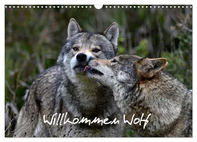 Produktbild von Willkommen Wolf (Wandkalender 2027 DIN A3 quer), CALVENDO Monatskalender