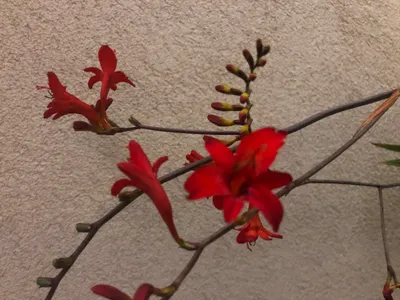 Image de 6 x Crocosmia hybr. Lucifer' - Montbretia en pot de 9x9 cm