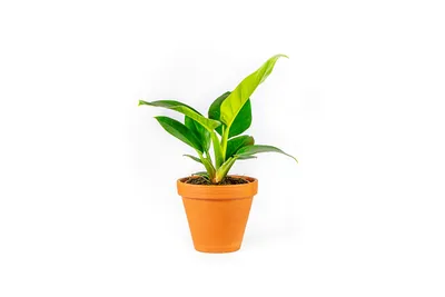 Obrázok produktu pre Gardners Philodendron imperial green, priemer 14 cm