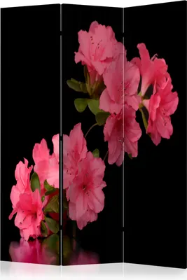 Produktbild von 3-teiliger Einseitiger Vlies Paravent - Azalea in Black 135x172 cm Blumen b-C-0457-z-b