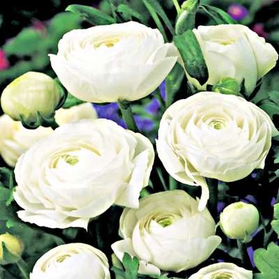 Immagine prodotto di Ranunculus Ranuncolo bianco 5 pz Ranuncoli piantina piantine Tuberi