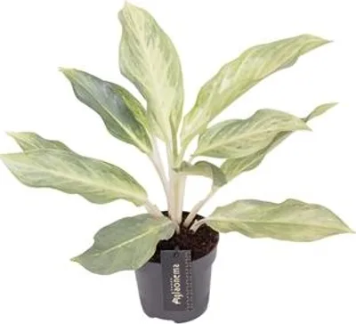 Obrázok produktu pre Gardners Aglaonema Aqua Green, priemer 12 cm