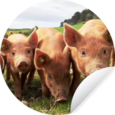 Produktbild von MuchoWow® Runde Wandtattoo - Wandsticker Tapete Aufkleber Schweine - Groß - Tiere Ø 80 cm Selbstklebend und Repositionierbar - Wandaufkleber - Kreis - Mauerkreis - Wand Bilder - Wandsticker - Wohnzimmer Dekoration - Dekoration für die Wände - Aluminium - Babyzimmer