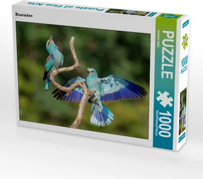 Produktbild von CALVENDO Puzzle Blauracken | 1000 Teile Lege-Größe 64x48cm Foto-Puzzle für glückliche Stunden