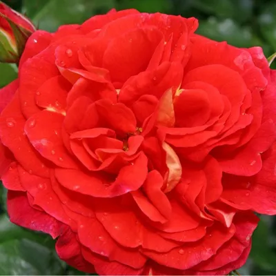 Produktbild von Rosa  - Kordes Feenrose - Rosa 'Gebrüder Grimm'®