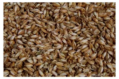 Produktbild von Dinkelspelzkissen mit Reißverschluss, Dinkelspreukissen, Größe 40x80