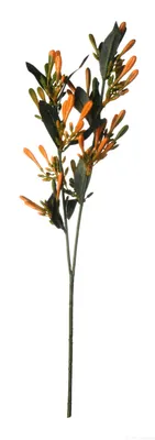 Image de ASA Zweig Geißblatt, décoration orange